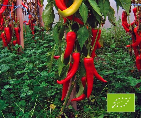 Capsicum annuum (папрыка) Анталія BIO
