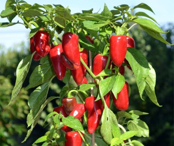 Capsicum annuum (Paprika) Balconi F1