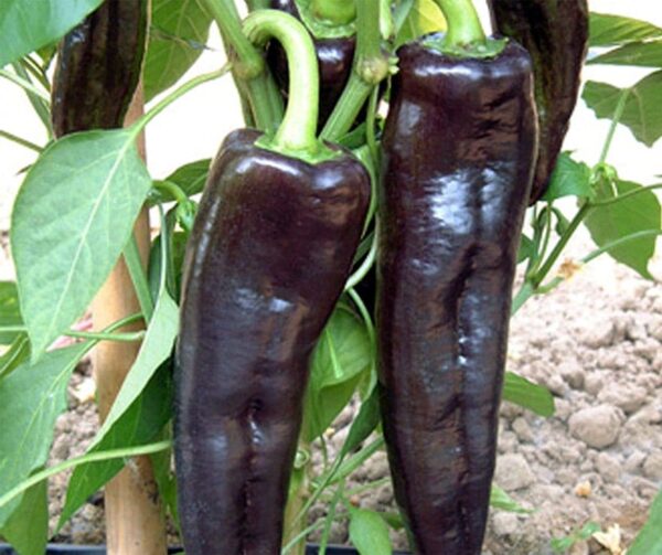 Capsicum annuum (Папрыка) Чорны Рыцар F1