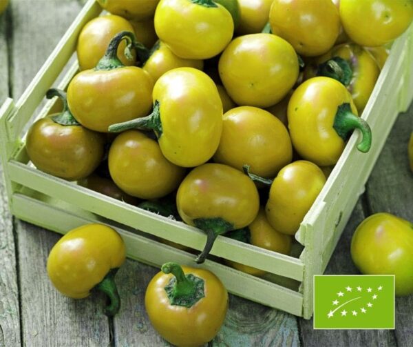 Capsicum frutescens (Пепероні) Bonbon BIO