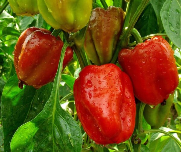 Capsicum annuum (папрыка) California Wonder