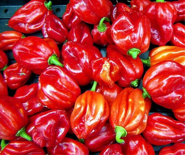 Capsicum chinense (Chile) Karibiska Antillerna