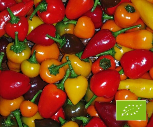 Capsicum frutescens (Chili) mixture BIO
