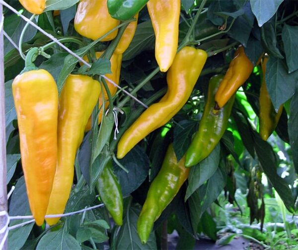 Capsicum annuum (Paprika) Corno di Toro Giallo