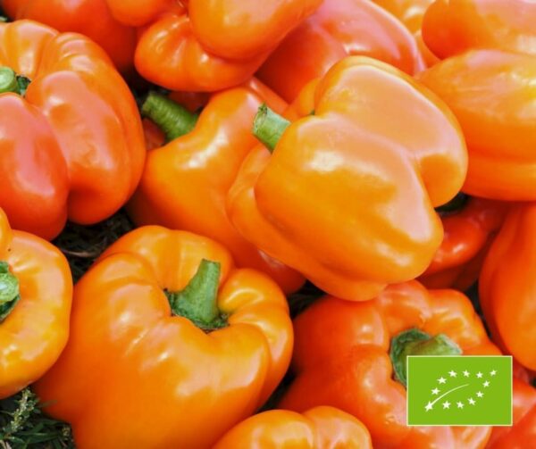 Capsicum annuum (папрыка) Cubo Orange BIO