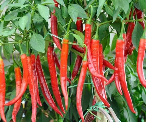 Capsicum annuum (Peperoni) The Cayenne