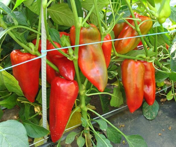 Capsicum annuum (папрыка) Деметра F1 - Малюнак 2