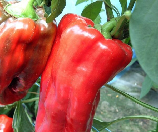 Capsicum annuum (папрыка) Furio F1 - малюнак 2