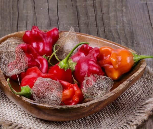 Capsicum baccatum (Chili) Bell Chili - Afbeelding 2