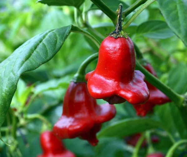 Capsicum baccatum (Chili) Bell Chili