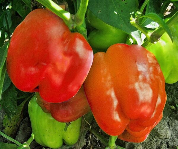 Capsicum annuum (Paprika) Granova