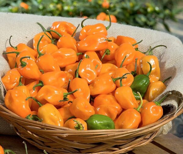 Capsicum chinense (Чылі) Habanero Yellow