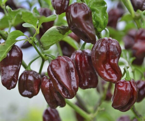 Capsicum chinense (Chili) Habanero Schokolade