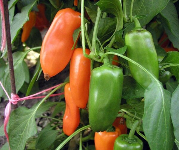 Capsicum annuum (папрыка) Hamik (смачны апельсін) - выява 2