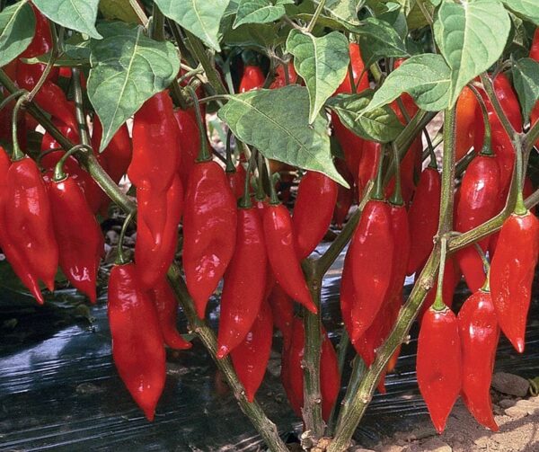 Capsicum chinense (Chili) Hot Paper Lantern