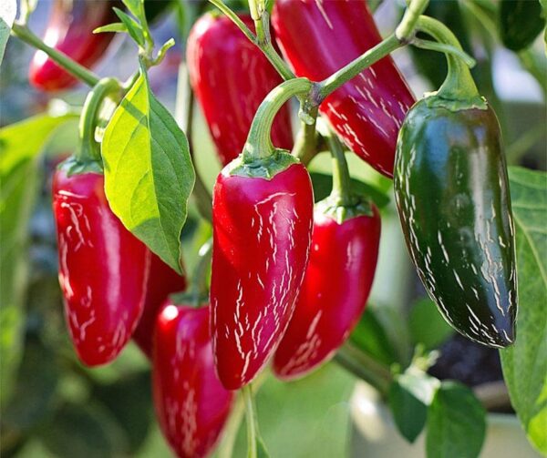 Capsicum annuum (Чылі) Халапеньо