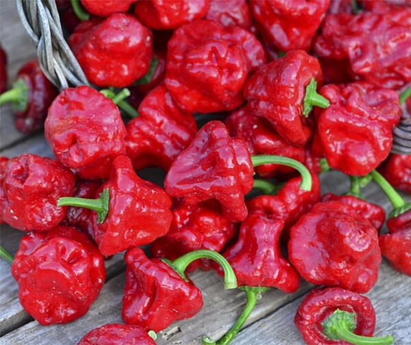Capsicum chinense (Chile) Jamaican Hot Red