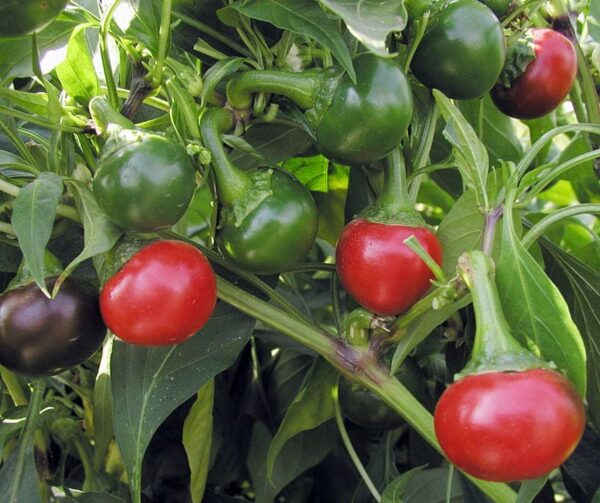Capsicum annuum (Peperoni) Koral
