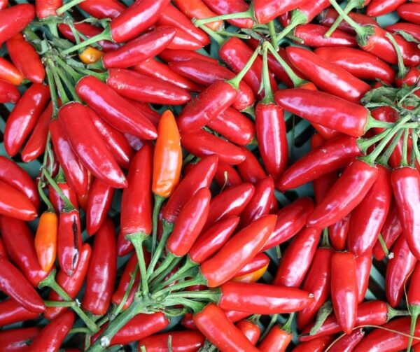 Capsicum annuum (Peperoni) Kusburnu BIO - Afbeelding 2