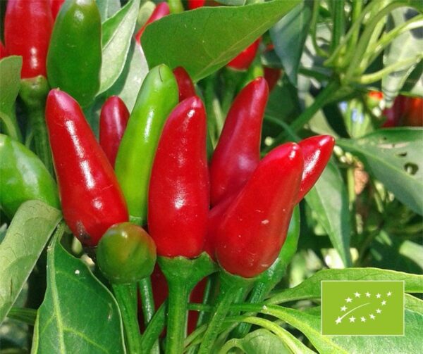 Capsicum annuum (Peperoni) Kusburnu BIO