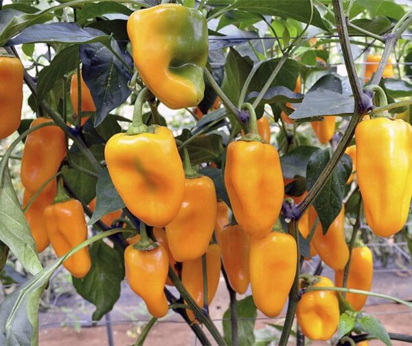 Capsicum annuum (папрыка) Мідас