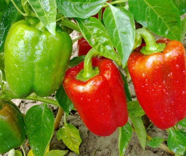 Capsicum annuum (Paprika) Neusiedler Ideal