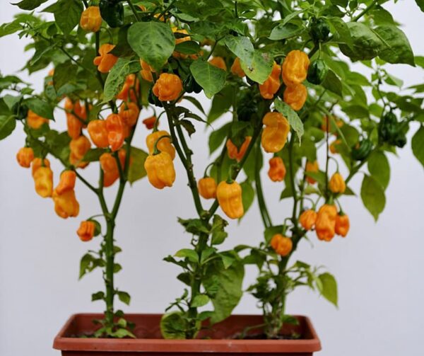 Capsicum chinense (Cile) Numex Suave Orange - Immagine 2