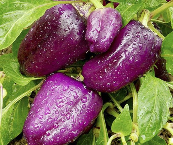 Capsicum annuum (Paprika) Oda