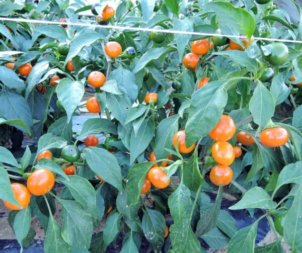 Capsicum annuum (Peperoni) Апельсін Карал - Малюнак 2