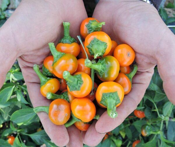 Capsicum annuum (Peperoni) Апельсін Карал