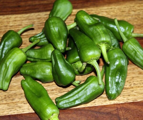 Capsicum annuum (Paprika) Pimientos de Padron