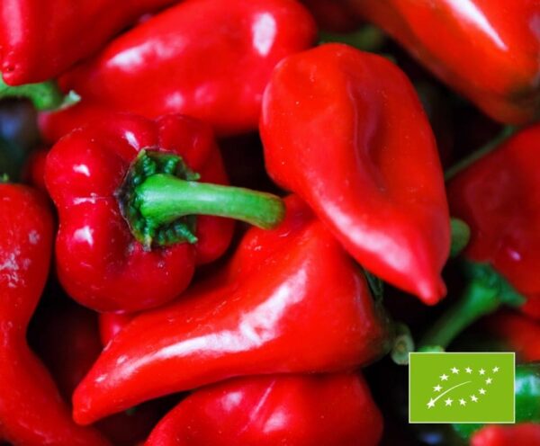 Capsicum annuum (папрыка) Piquillo BIO