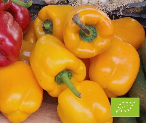 Capsicum annuum (папрыка) Quadrato Asti Giallo BIO