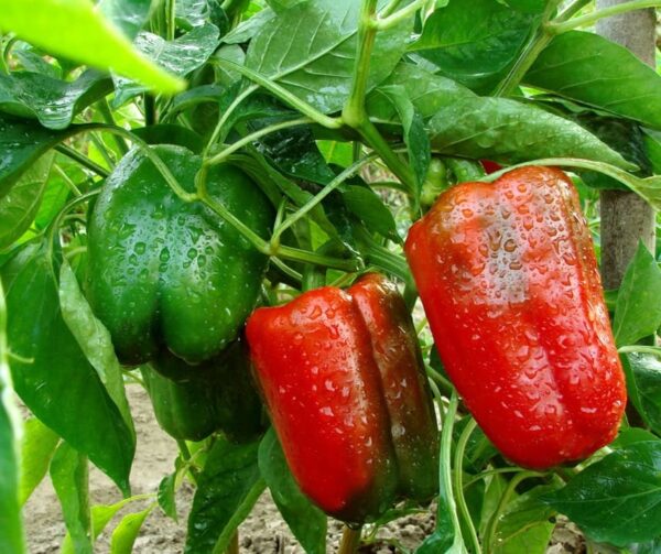 Capsicum annuum (Paprika) Quadrato Asti Rosso BIO - Image 2