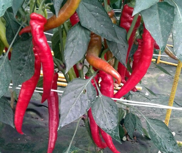 Capsicum annuum (Peperoni) Redhorn - Малюнак 3