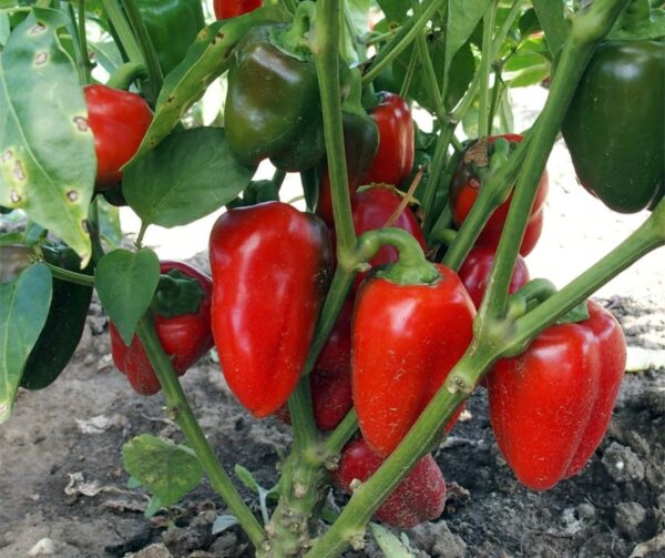 Capsicum annuum (Paprika) Rela - Image 3
