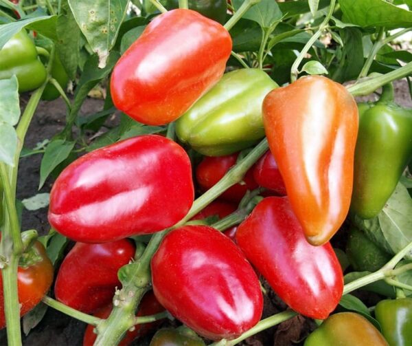 Capsicum annuum (Paprika) Rela - Image 2
