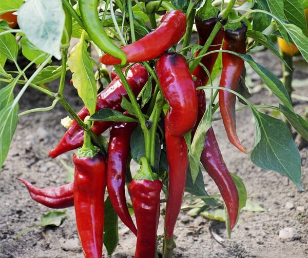 Capsicum annuum (Pepperoni) Rokita
