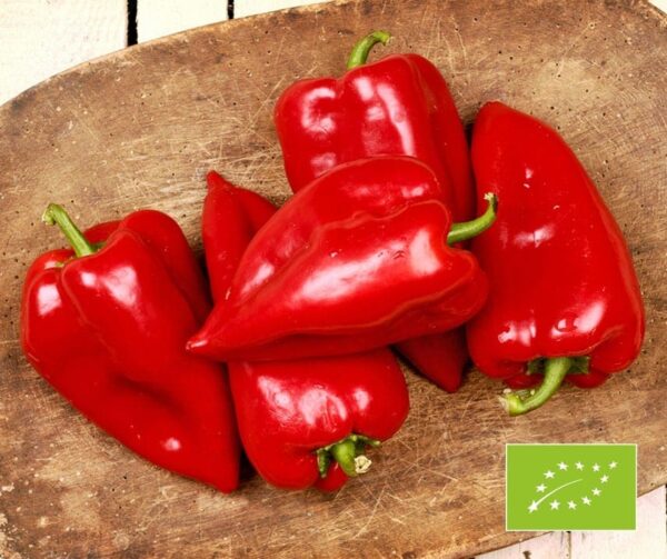 Capsicum annuum (папрыка) Roter Augsburger BIO
