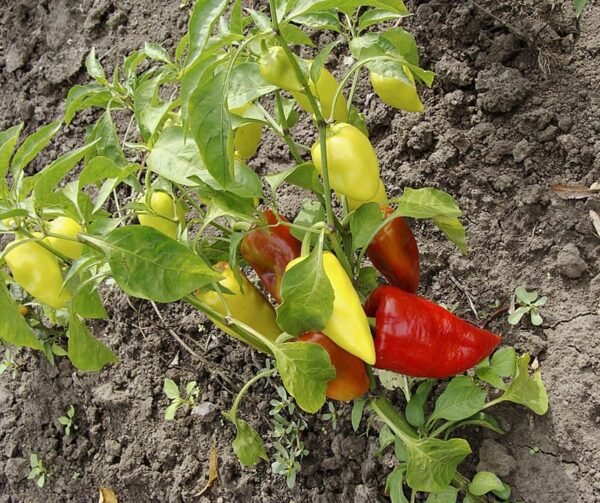 Capsicum annuum (Paprika) Sakura