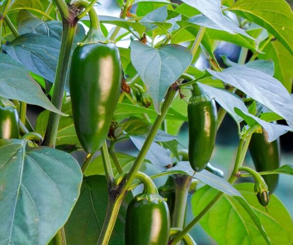 Capsicum annuum (папрыка) Santiago BIO - Малюнак 3