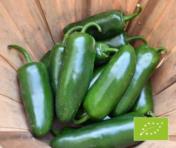 Capsicum annuum (папрыка) Santiago BIO