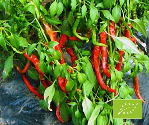 Capsicum annuum (Peperoni) Cigaretta BIO