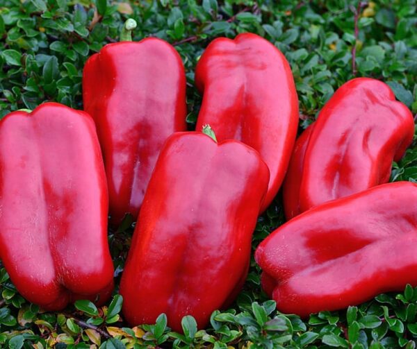 Capsicum annuum (папрыка) Stuff Enuff F1 - малюнак 2