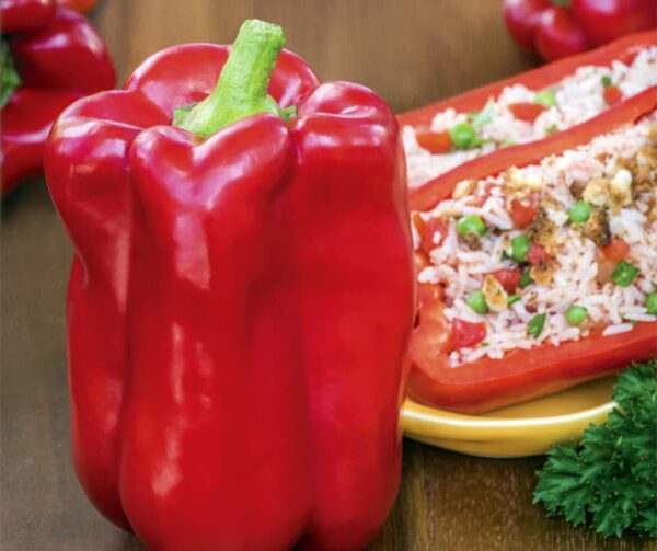 Capsicum annuum (Paprika) Stuff Enuff F1