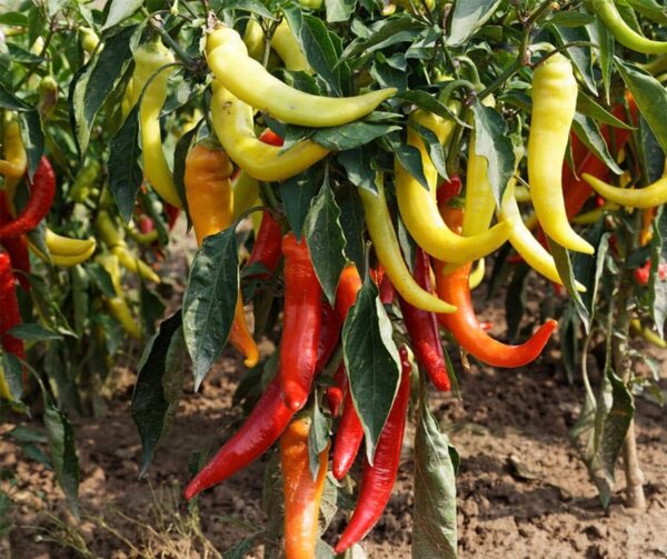Capsicum annuum (папрыка) салодкі банан - выява 2