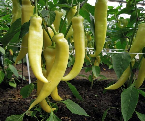 Capsicum annuum (папрыка) салодкі банан