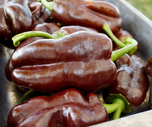 Capsicum annuum (папрыка) салодкі шакалад