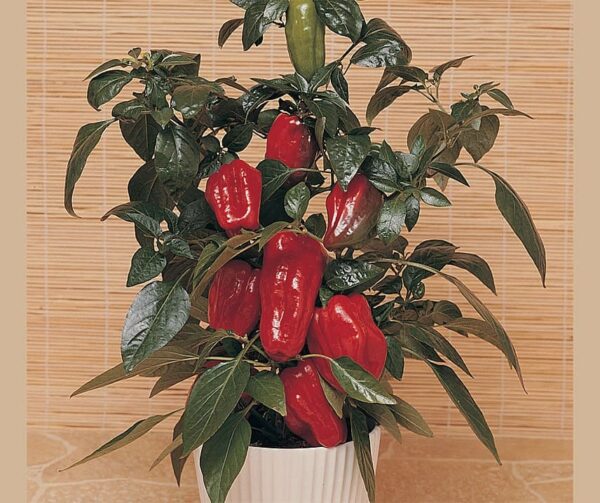 Capsicum annuum (Paprika) Sweet Heat F1