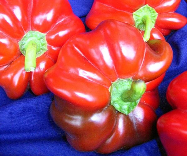 Capsicum annuum (папрыка) Szuszanna - Малюнак 2